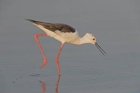Black-winged Stilt: The Elegant Long-legged Bird of Wetlands