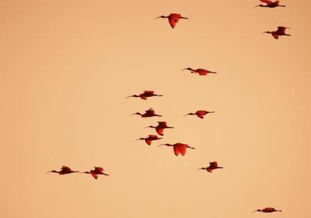 Discover the Shocking Secret of the Brilliant Scarlet Ibis and South Americas Most Beautiful Mangrove Bird
