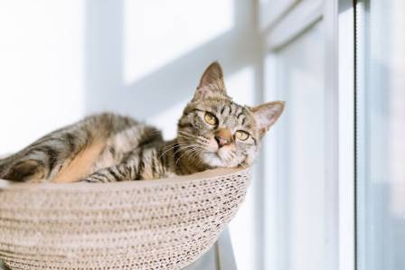 How to choose the perfect cat bed