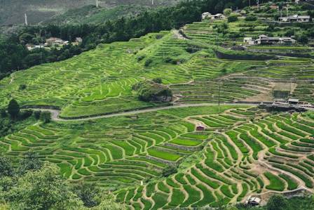 Top 8 Stunning Terraced Fields in China You Must See