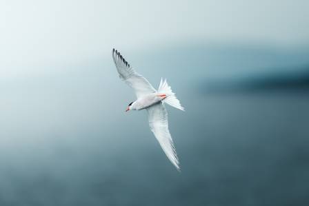 The Arctic Tern: Master of Long-Distance Migration