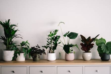 Growing plants indoors: A beginner's guide