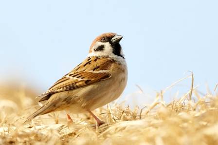 The Wonderful World of the House Sparrow