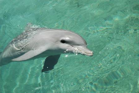 Common Bottlenose Dolphin Fun Facts