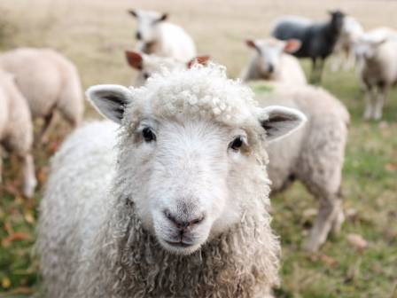 Sheep in the Wild: Nature’s Resilient Grazers