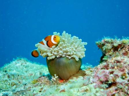 Fun Facts about Sea Anemones