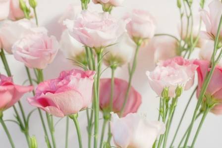 Lisianthus Growing Secrets for Bigger, Premium-Quality Blooms