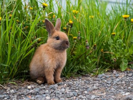 What You Need To Know Before Adopting A Lovely Pet Rabbit