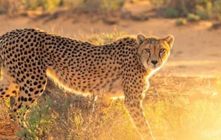 Cheetahs: The World's Fastest Land Animal