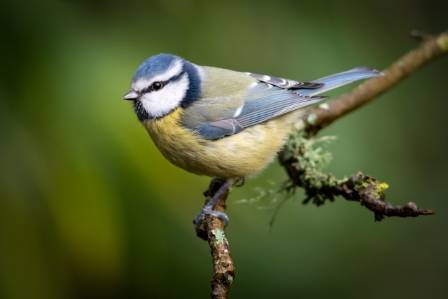 Blue Tit and Great Tit Secrets to Easily Telling Them Apart