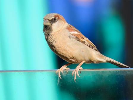 Lapland Longspur: The Arctic Songbird of the Tundra