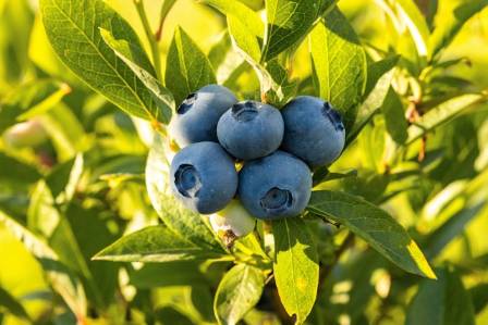 7 Proven Health Benefits of Blueberries