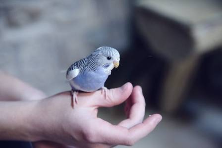 The Joys of Life with a Pet Bird