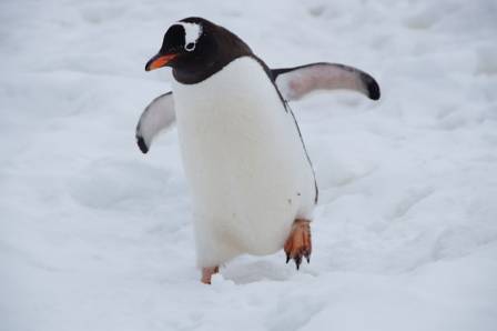 Exploring 7 Penguin of Antarctic Avian Wonders