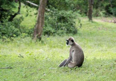 Hanuman Langurs: The Sacred Monkeys of India