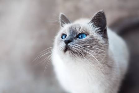 Fascinating Insights Into Feline Biology and Behavior