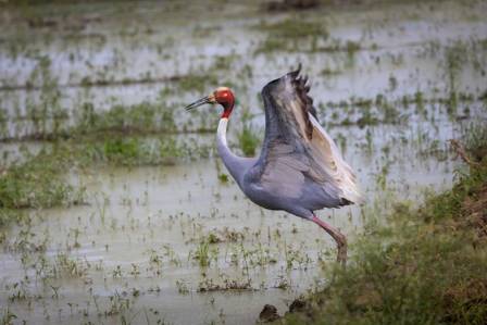 The world's tallest flying bird