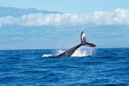 Secrets of a Whale Tail