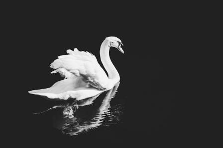 Swan Species & Swan Types
