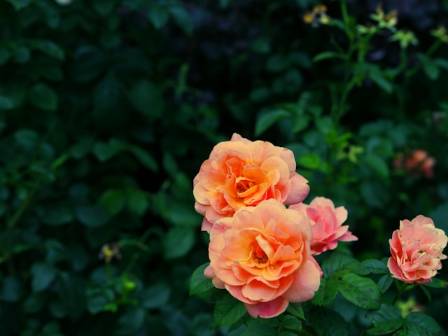 The Chinese Rose Flower and Its Global Legacy