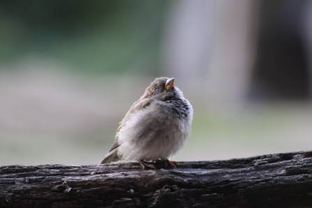 Eurasian Tree Sparrows and House Sparrows