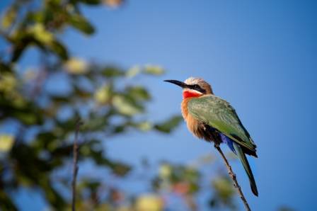 The Remarkable World of the Blue-throated Bee-eater