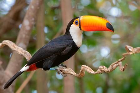 Get to know toucans!