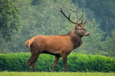 Red Deer: The UK’s Largest Deer Species
