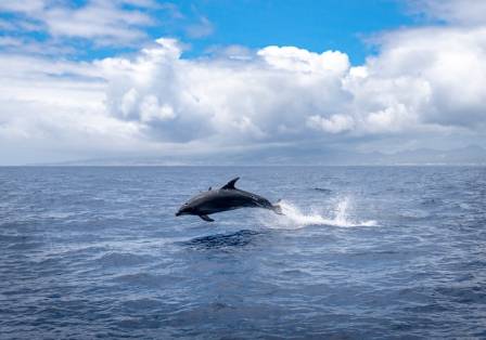Facts about dolphins