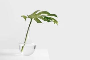 5 Ways to Infuse Greenery for a Healthier Lifestyle
