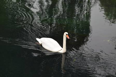 Graceful Swans of the Water
