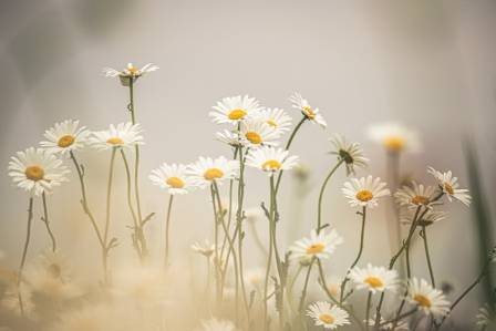 Daisy flower meaning and colour symbolism