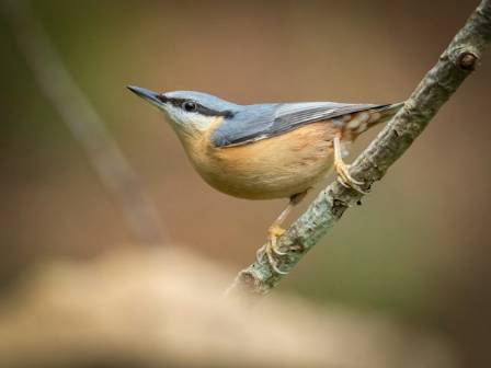 The Eurasian Nuthatch – Nesting and Territorial Behaviour