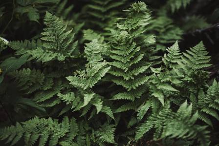 Caring for Ferns as Houseplants