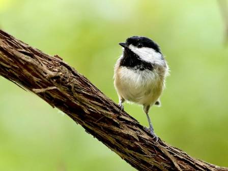 A Tiny Bird With a Remarkable Predator Warning System