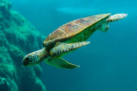 Celebrating World Sea Turtle Day