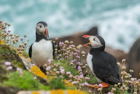 Mass Seabird Deaths Warning Of Deep Trouble For Arctic Ecosystems