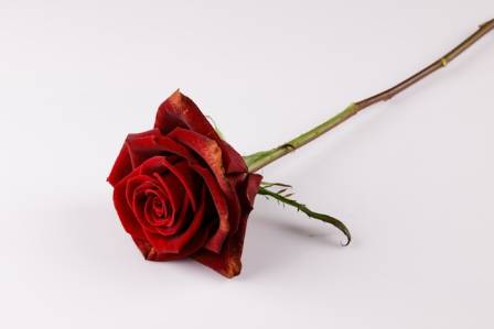 The 6 Most Beautiful Roses In The World