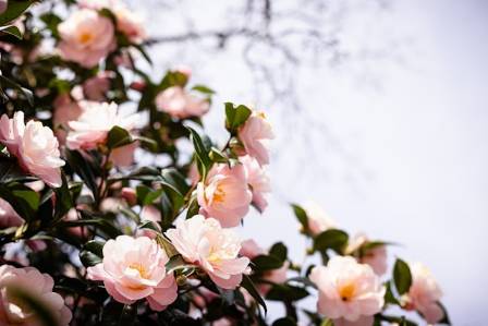 Camellia Care & Planting Tips
