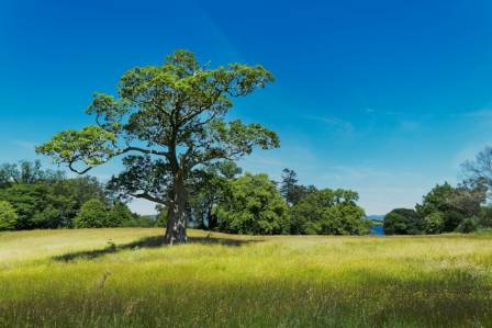 Lone Trees Across the National Grasslands
