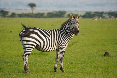Uncover 8 Surprising Facts About Zebras
