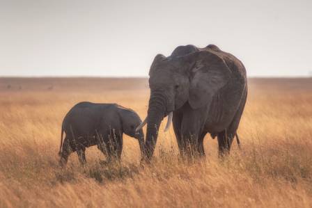 The Amazing World of African Elephants