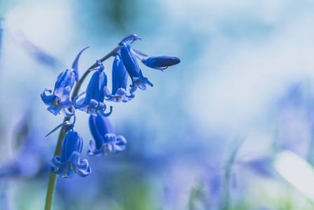 Bluebell Growing Guide