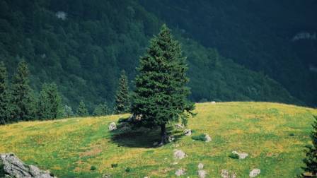 How to Identify 8 Common North American Fir Trees