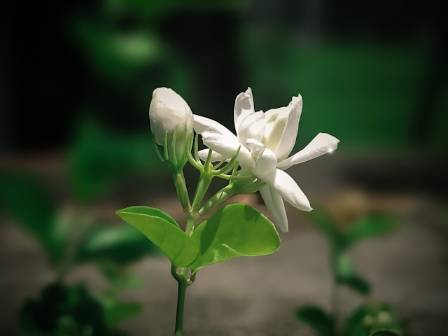 All About Jasmine Plants