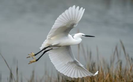The Breathtaking White Egrets And The Shocking Lies We Tell Ourselves