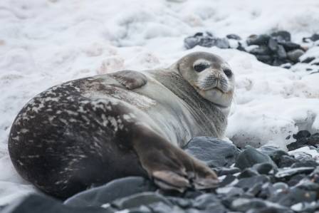 Harp Seals: From Adorable Pups to Ocean Wanderers