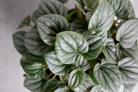 Peperomia Caperata Care: Tips for a Thriving Plant