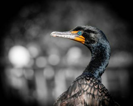 Blue-eyed cormorant or Macquarie Island shag