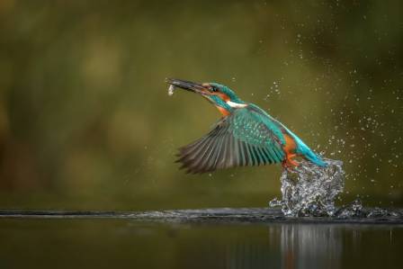 Incredible Wildlife Facts About the Magnificent Kingfisher